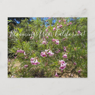 Cartão Postal Bloomings da Califórnia: Desert Willow