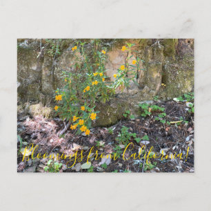 Cartão Postal Bloomings da Califórnia: Flores de Macacos