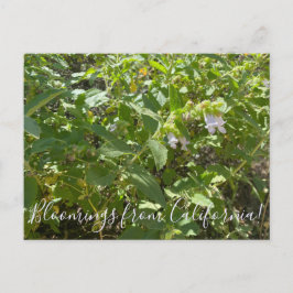 Cartão Postal Bloomings da Califórnia: Fragrante Pitcher Sage