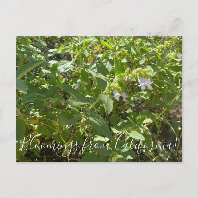 Cartão Postal Bloomings da Califórnia: Fragrante Pitcher Sage (Frente)