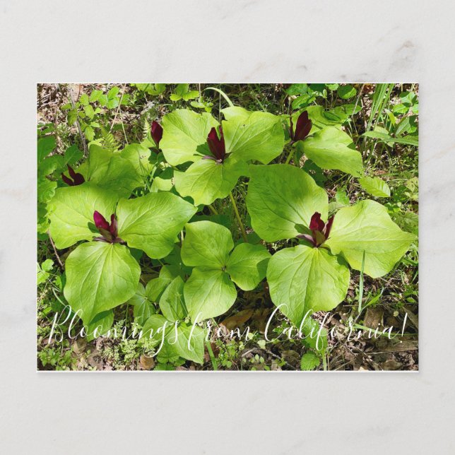 Cartão Postal Bloomings da Califórnia: Giant Wakerobin (Frente)