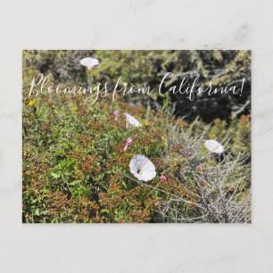 Cartão Postal Bloomings da Califórnia: Glória da Manhã da Cos