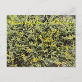 Cartão Postal Bloomings da Califórnia: Goldenbush