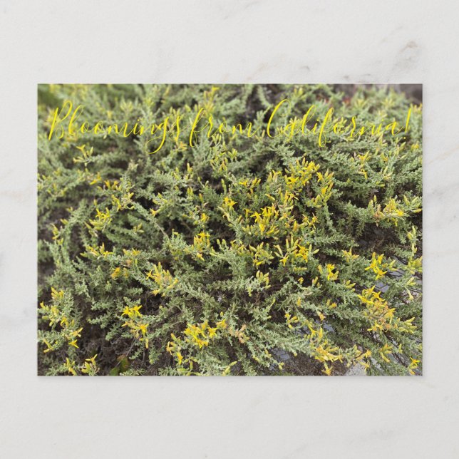 Cartão Postal Bloomings da Califórnia: Goldenbush (Frente)