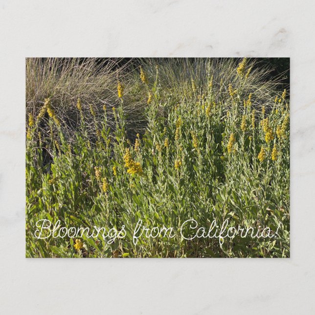 Cartão Postal Bloomings da Califórnia: Goldenrod da Califórnia (Frente)