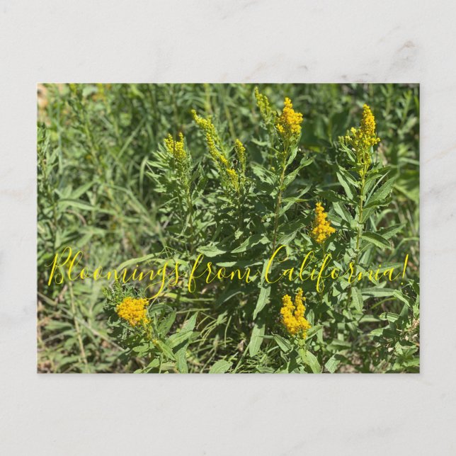Cartão Postal Bloomings da Califórnia: Goldenrod da Califórnia (Frente)