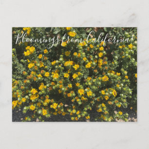Cartão Postal Bloomings da Califórnia: Gumweed
