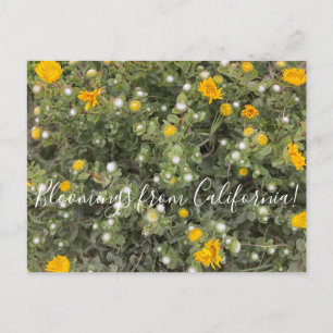 Cartão Postal Bloomings da Califórnia: Gumweed do Pacífico