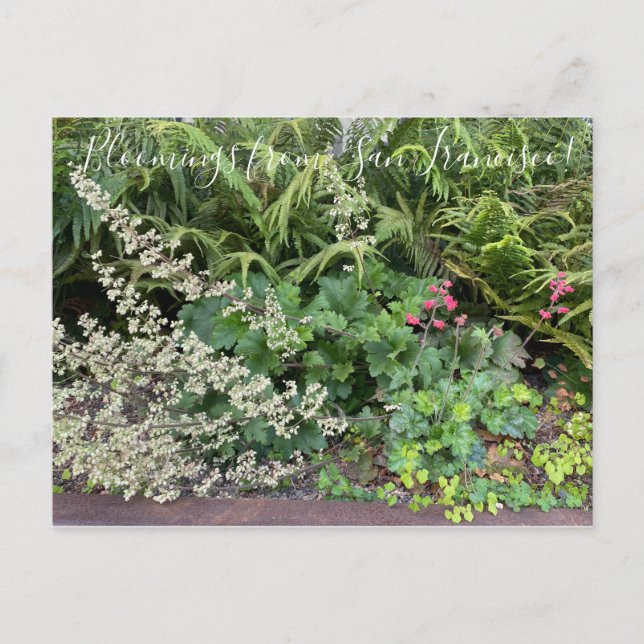 Cartão Postal Bloomings da Califórnia: Heuchera maxima (Frente)