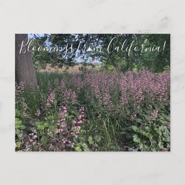 Cartão Postal Bloomings da Califórnia: Heuchera 'Rosada' (Frente)