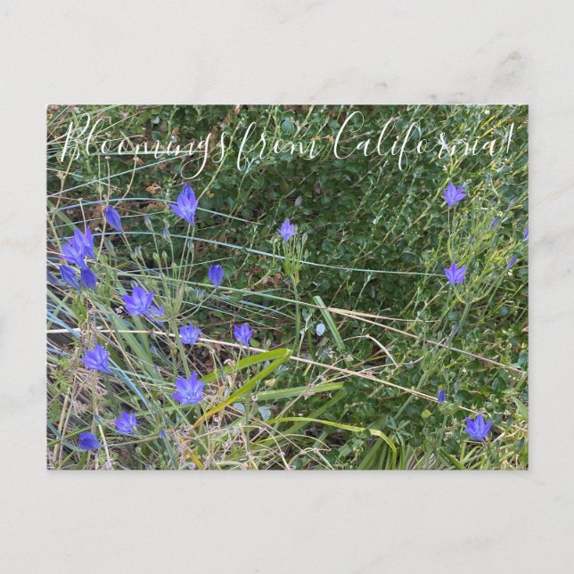 Cartão Postal Bloomings da Califórnia: Lança de Ithuriel (Frente)