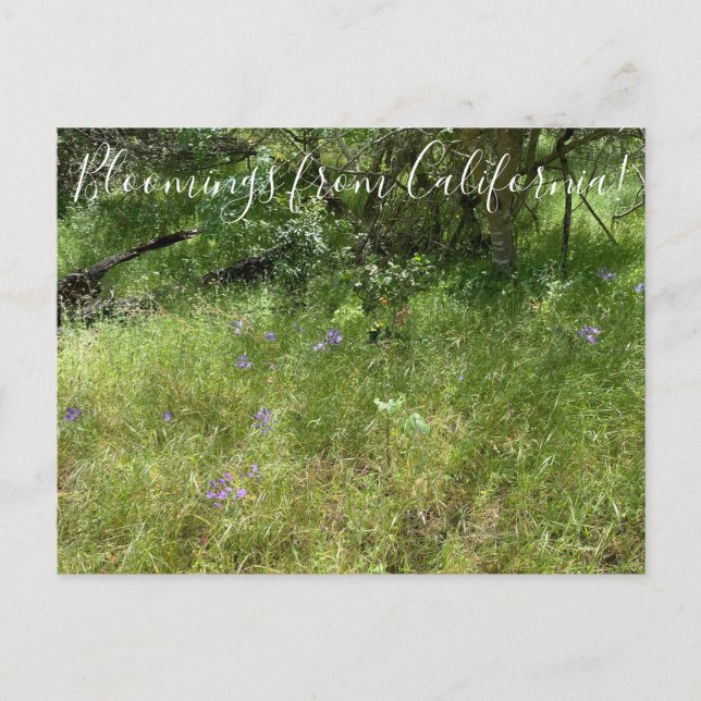 Cartão Postal Bloomings da Califórnia: Lança de Ithuriel (Frente)