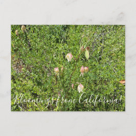 Cartão Postal Bloomings da Califórnia: Lanternas de Fada