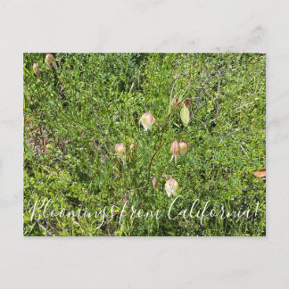 Cartão Postal Bloomings da Califórnia: Lanternas de Fada
