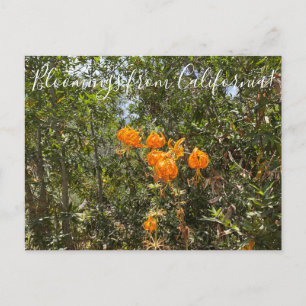 Cartão Postal Bloomings da Califórnia: Lily Postcar do Humboldt
