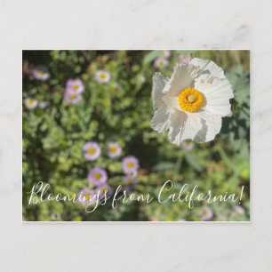 Cartão Postal Bloomings da Califórnia: Matilija Poppy