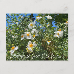 Cartão Postal Bloomings da Califórnia: Matilija Poppy