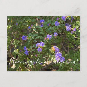 Cartão Postal Bloomings da Califórnia: Montanha Lilac