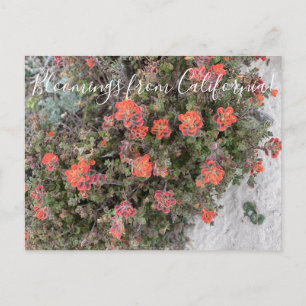 Cartão Postal Bloomings da Califórnia: Monterey Paintbrush