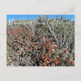 Cartão Postal Bloomings da Califórnia: Monterey Paintbrush Pos