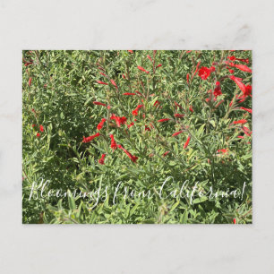 Cartão Postal Bloomings da Califórnia na Fúchsia