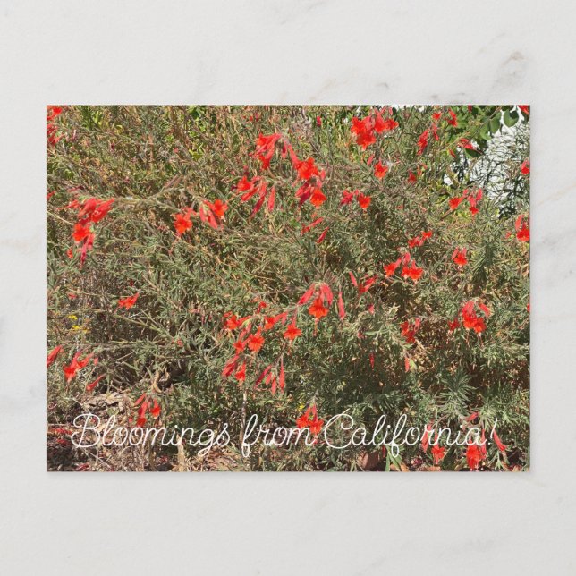 Cartão Postal Bloomings da Califórnia na Fúchsia (Frente)