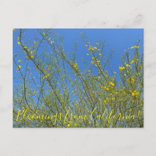 Cartão Postal Bloomings da Califórnia: Palo Verde (Frente)