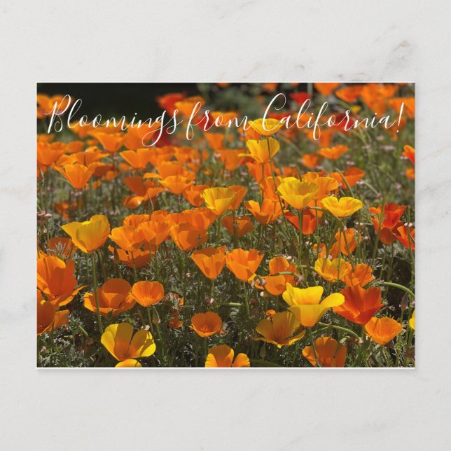 Cartão Postal Bloomings da Califórnia: Poppies (Frente)