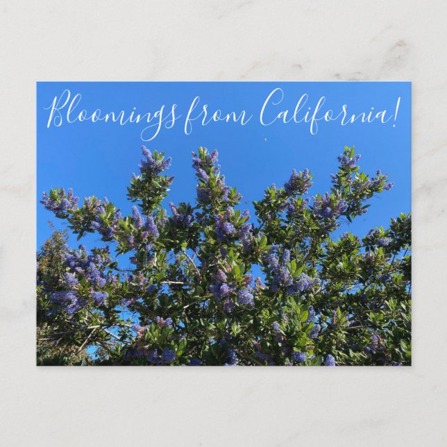 Cartão Postal Bloomings da Califórnia: Ray Hartman Ceanothus (Frente)
