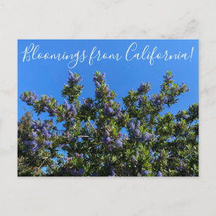 Cartão Postal Bloomings da Califórnia: Ray Hartman Ceanothus