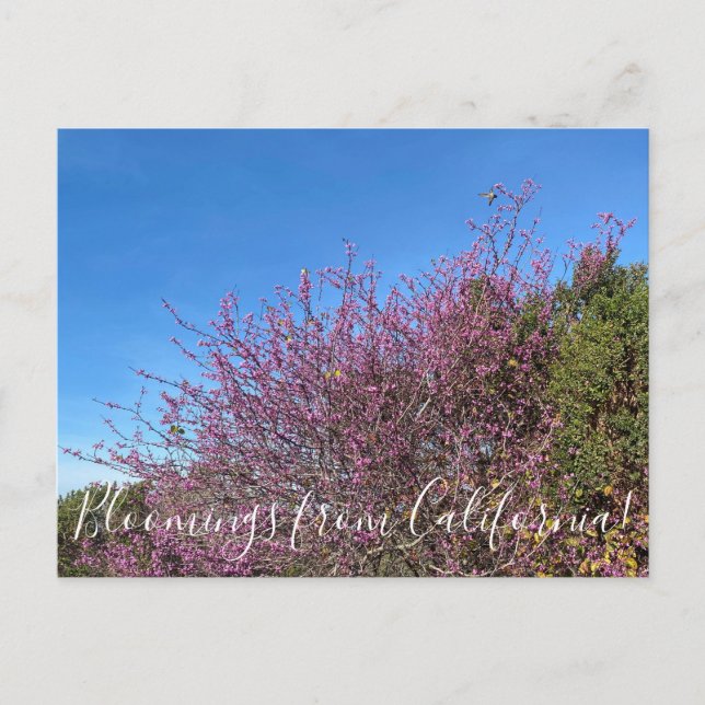 Cartão Postal Bloomings da Califórnia: Redbud Ocidental (Frente)