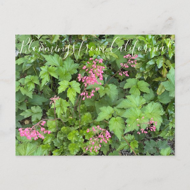 Cartão Postal Bloomings da Califórnia: Rosada Alumroot (Frente)