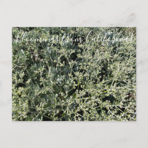 Cartão Postal Bloomings da Califórnia: Rua. Lugar de Catherine