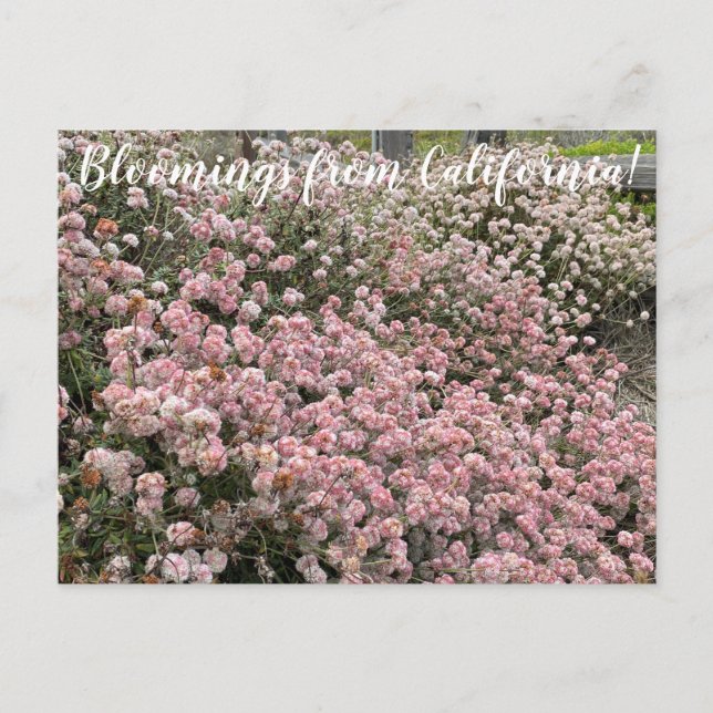 Cartão Postal Bloomings da Califórnia: Seacliff Bucktrigo (Frente)