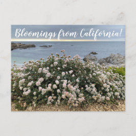 Cartão Postal Bloomings da Califórnia: Seacliff Bucktrigo Posta