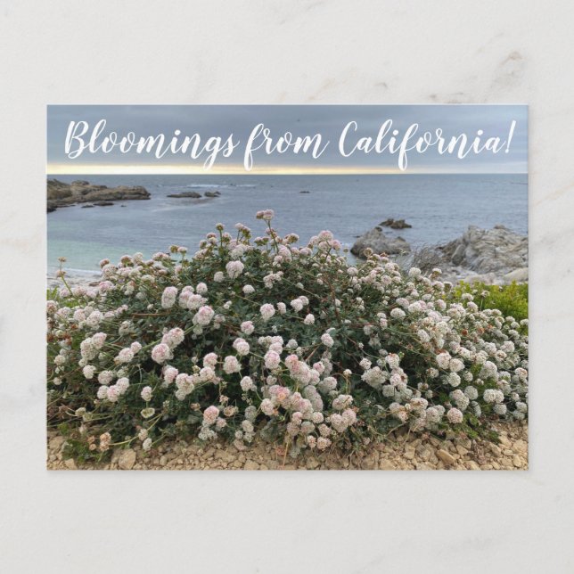 Cartão Postal Bloomings da Califórnia: Seacliff Bucktrigo Posta (Frente)