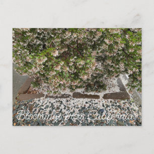 Cartão Postal Bloomings da Califórnia: Sentinel Manzanita