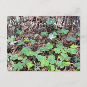 Cartão Postal Bloomings da Califórnia: Sequoia Sorrel