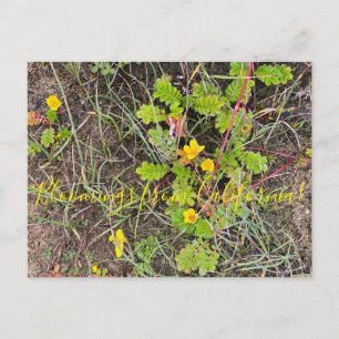 Cartão Postal Bloomings da Califórnia: Silverweed