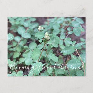 Cartão Postal Bloomings da Califórnia: Snowberry