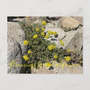 Cartão Postal Bloomings da Califórnia: Sulfur Posto de trigo mo