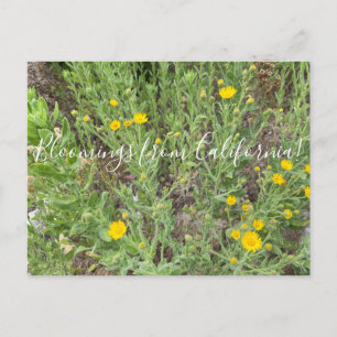 Cartão Postal Bloomings da Califórnia: Telegraph Flowers Postc