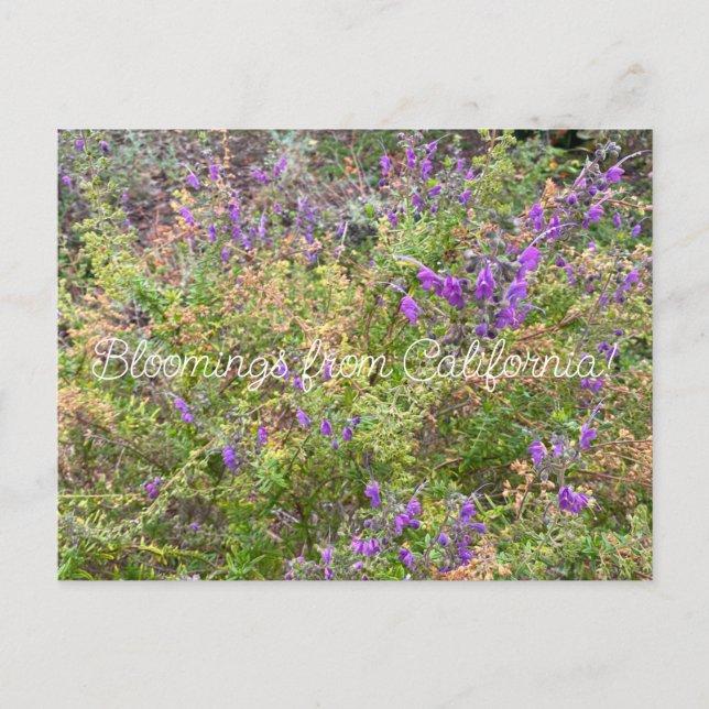 Cartão Postal Bloomings da Califórnia: Trichostema lanatum (Frente)