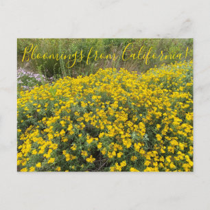 Cartão Postal Bloomings da Califórnia: Yseta ouro