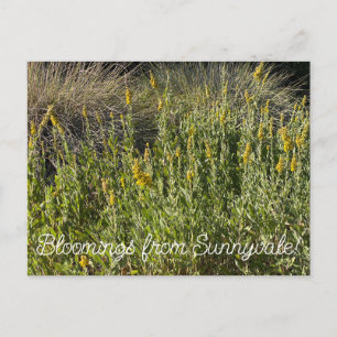 Cartão Postal Bloomings from Sunnyvale: Goldenrod da Califórnia