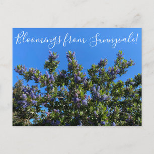 Cartão Postal Bloomings from Sunnyvale: Ray Hartman Ceanothus
