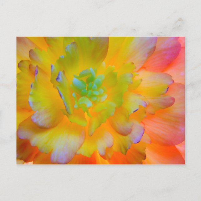 Cartão Postal Blossom de Begonia brilhante | Seabeck, WA (Frente)