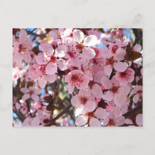 Cartão Postal Blossomas cor-de-rosa na árvore de flores ornamen