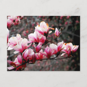 Cartão Postal Blossomas da Universidade de Georgetown, Washingto