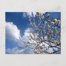 Blossomas de ameixa: Japão
